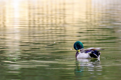 Mallard duck swimming on lake