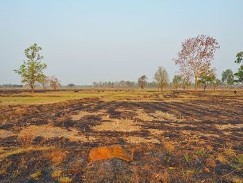 Scenic view of field against clear sky