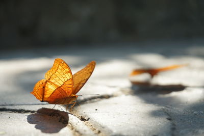 Close-up of dry leaf on table