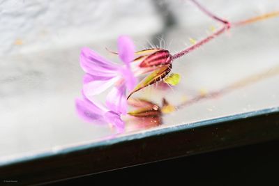 Close-up of pink flower on plant