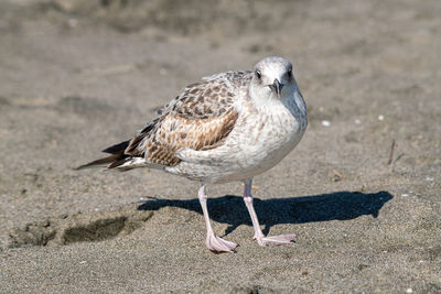 Close-up of seagull on sand