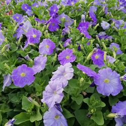 Full frame shot of purple flowering plants