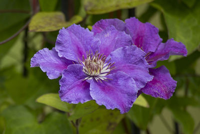 Close-up of purple flowering plant