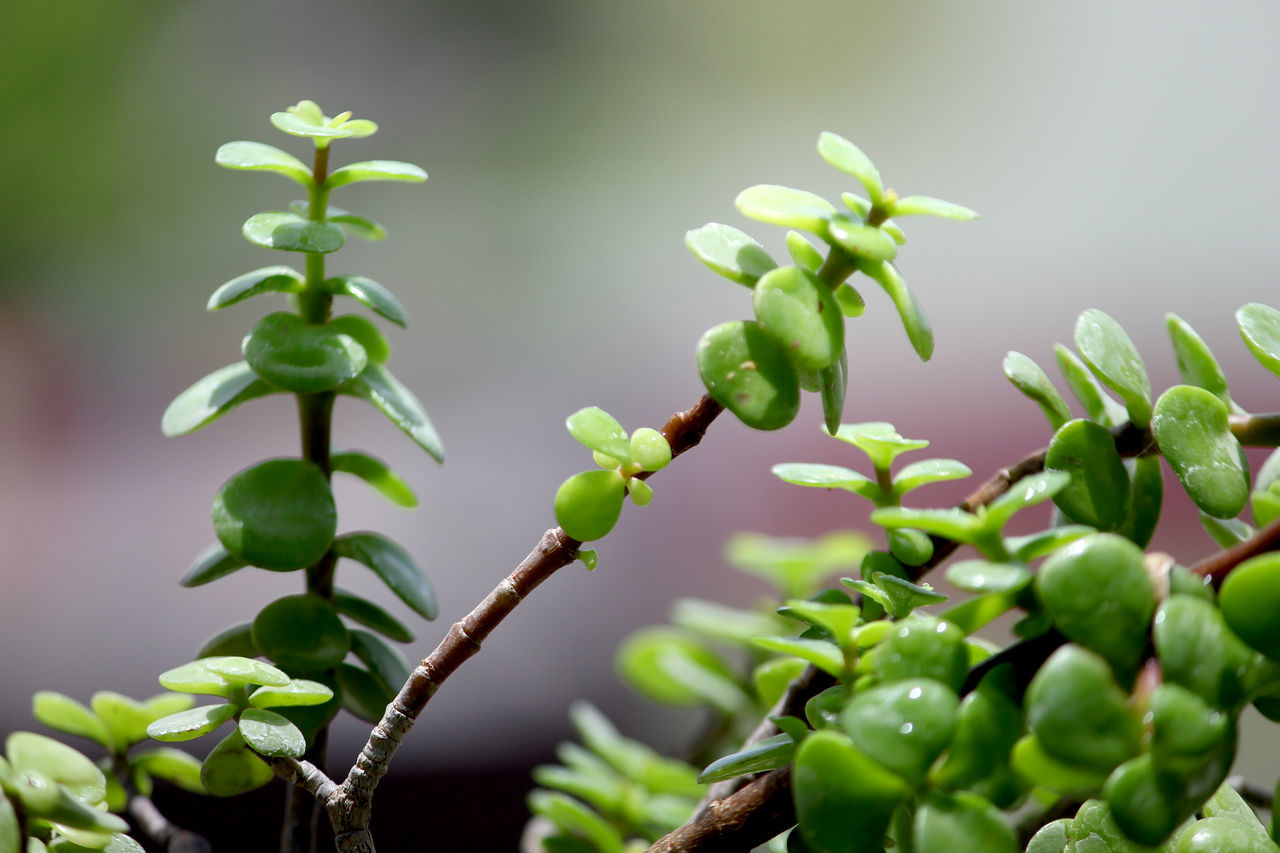 CLOSE-UP OF FRESH GREEN PLANT WITH BUDS