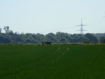 pasture