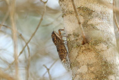 Close-up of butterfly on tree trunk