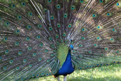 Close-up of peacock