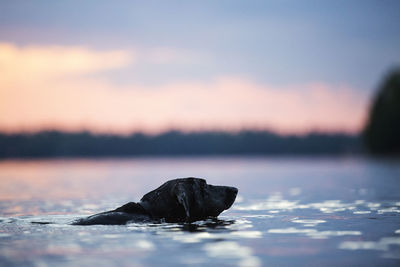 View of rock on sea against sky during sunset