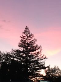 Low angle view of pine tree against sky during sunset