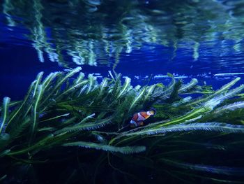 Close-up of jellyfish swimming in aquarium