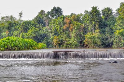 Scenic view of river in forest against sky