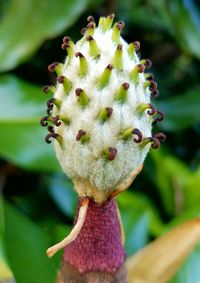 Close-up of flower