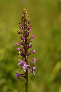 Close-up of flower against blurred background
