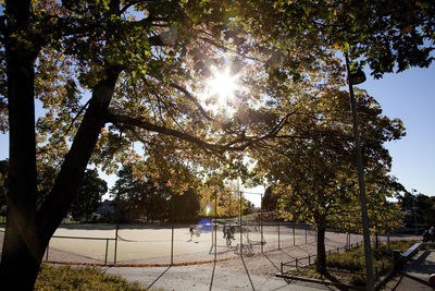 Sun shining through trees