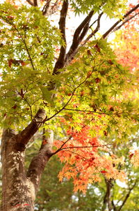 Low angle view of trees