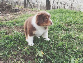 Dog on field