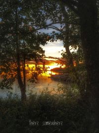 Trees at sunset