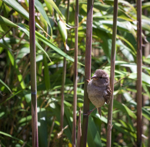 Close-up of bird perching on plant