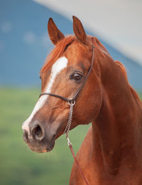 Close-up of horse looking away while standing outdoors