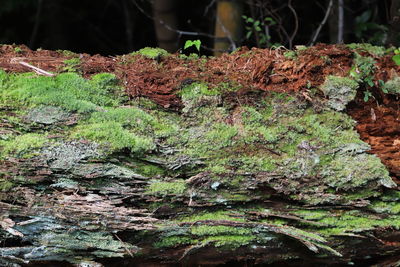 Close-up of moss growing on tree trunk