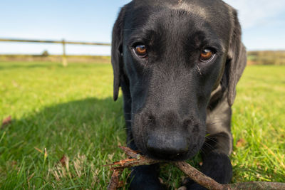 pet