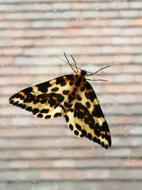 Butterfly on a leaf