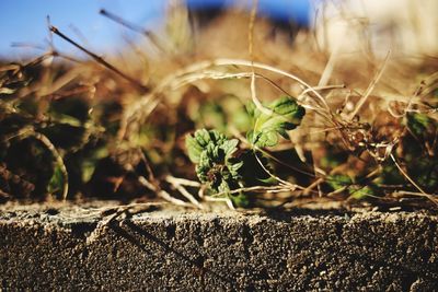 Close-up of crops on field