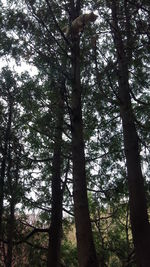 Low angle view of trees in forest