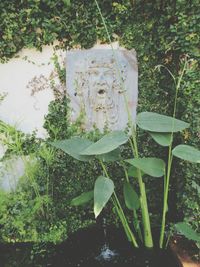 Close-up of plants