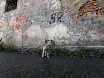 Cat meowing while standing against wall on road
