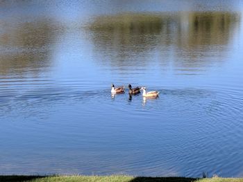 High angle view of dog in the lake