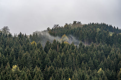 Pine trees in forest against sky