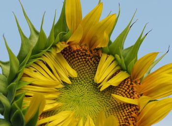 Close-up of yellow flowering plant