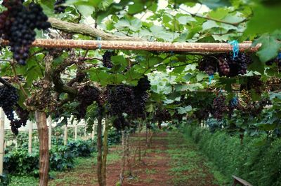 Ivy growing in vineyard