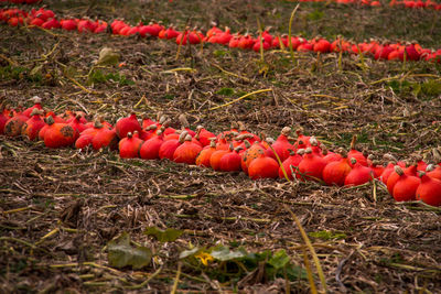 Close-up of red berries on field