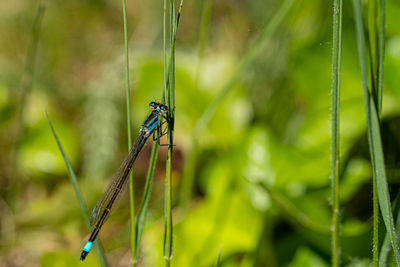 Close up macro shot of blue-tailed damselfly or common bluetail in green grass field setting