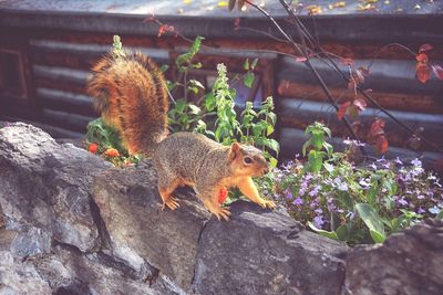Squirrel on flower