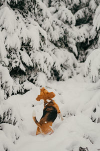 Dog on snow covered field