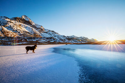 Horse standing on snow covered mountain against sky