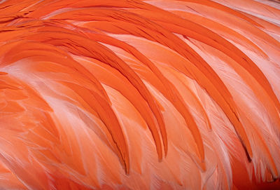 Full frame shot of orange flamingo 