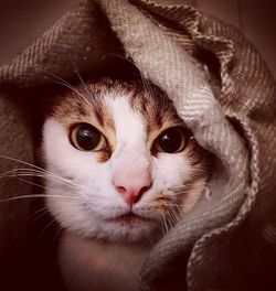 Close-up portrait of cat with kitten