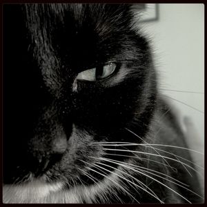 Close-up portrait of cat