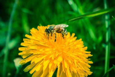 Close-up of bee on yellow flower