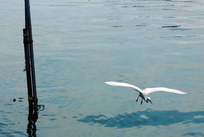 High angle view of seagull flying over lake