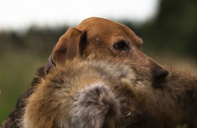 Dog holding toy