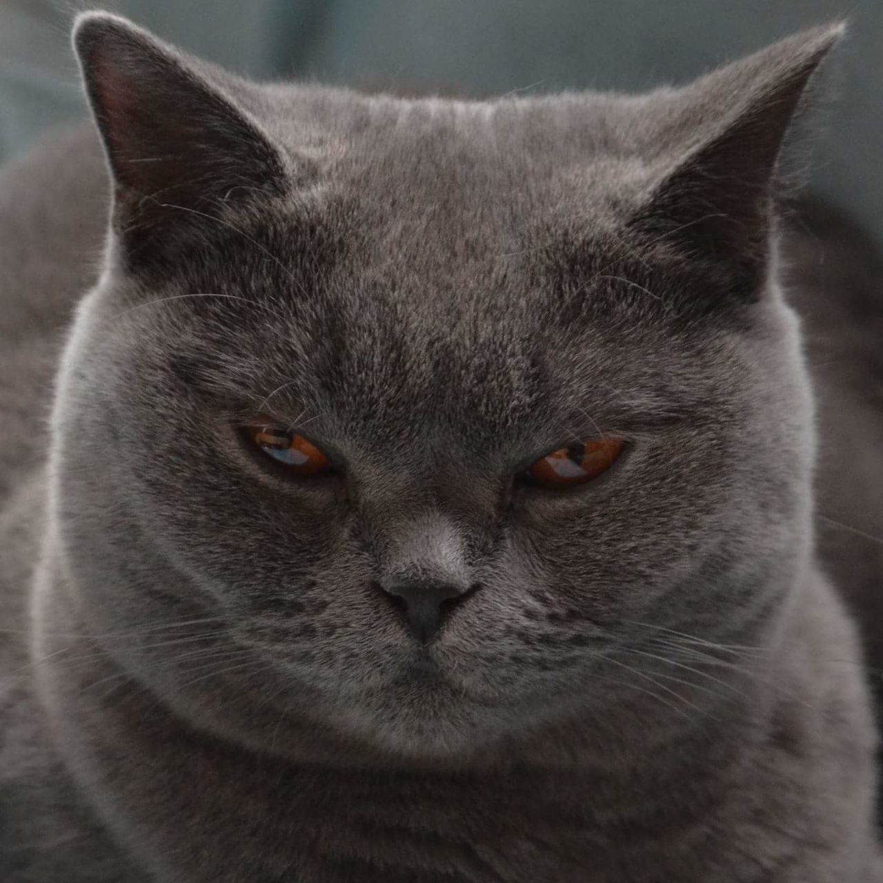 CLOSE-UP PORTRAIT OF CAT ON BED