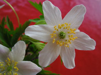 Close-up of flowers blooming outdoors