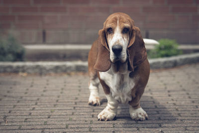 Portrait of basset hound on footpath