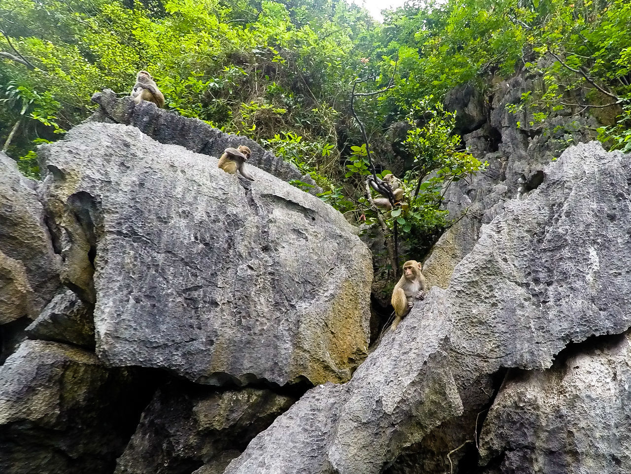 rock, solid, rock - object, tree, plant, animal, animal wildlife, no people, animals in the wild, animal themes, day, nature, group of animals, vertebrate, rock formation, outdoors, growth, mammal, textured, forest