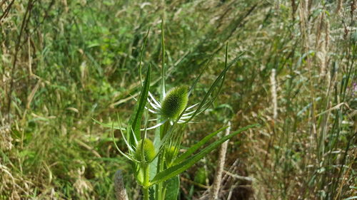 Close-up of fresh green plants on field